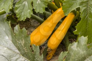 Two zucchini grow in nature. Young yellow squash grows. Vegetable diet plant. Vegan food ingredient