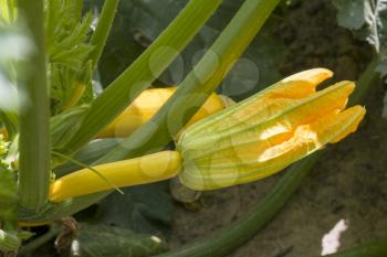 Zucchini grows out of bloom flower. Young yellow squash grows. Vegetable diet plant. Vegan food ingredient