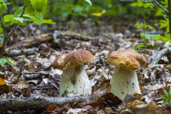 Two ceps mushrooms in deciduous forestt. Natural organic plants and mushrooms growing in wood