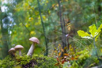 Three autumn Leccinum mushrooms grows. Natural raw food growing in wood. Edible mushroom photo