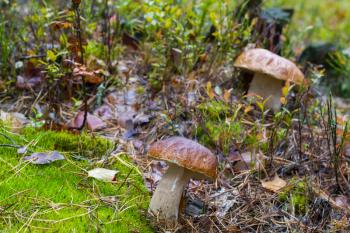 Two autumn big cep mushroom grow. Natural raw food grows in forest. Edible cep mushroom photo