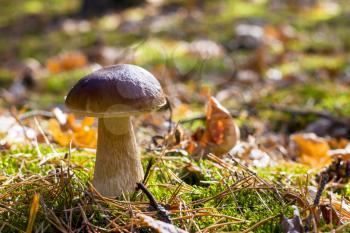 Big porcini mushroom in deciduous moss. Autumn mushrooms grow in forest. Natural raw food growing in wood. Edible cep, vegetarian natural organic meal