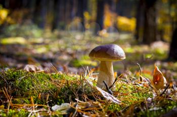 Nice porcini mushroom in oak forest. Autumn mushrooms grow . Natural raw food growing in wood. Edible cep, vegetarian natural organic meal