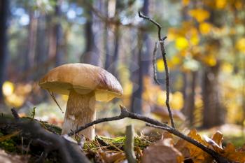 Nice porcini mushroom in wood. Autumn mushrooms grow in forest. Natural raw food growing. Edible cep, vegetarian natural organic meal