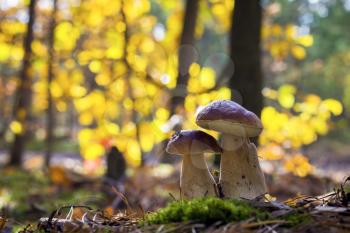 Pair of porcini mushrooms grows. Autumn mushrooms grow in forest. Natural raw food growing in wood. Edible cep, vegetarian natural organic meal