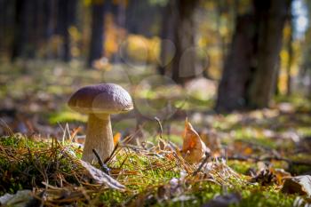 Porcini mushroom in oak wood. Autumn mushrooms grow in forest. Natural raw food growing. Edible cep, vegetarian natural organic meal