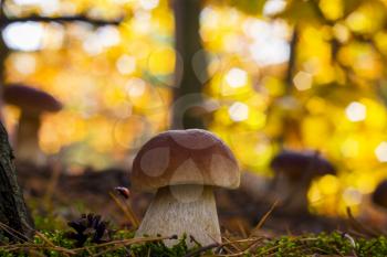 Porcini mushrooms forest glade. Autumn mushrooms grow in forest. Natural raw food growing in wood. Edible cep, vegetarian natural organic meal