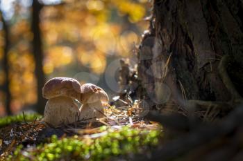 Porcini mushrooms grows in forest. Autumn mushrooms grow in forest. Natural raw food growing in wood. Edible cep, vegetarian natural organic meal
