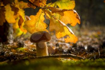 Cep mushroom in oak leaves. Autumn mushrooms grow in forest. Natural raw food growing. Vegetarian natural organic meal