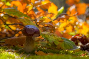 Porcini mushroom in autumn oak leaves. Autumn mushrooms grow in forest. Natural raw food growing. Vegetarian natural organic meal