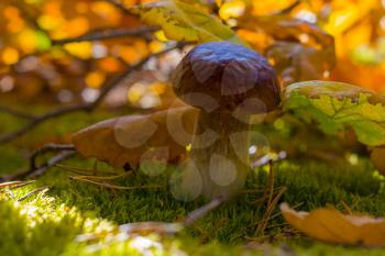 Porcini mushroom in oak leaves. Autumn mushrooms grow in forest. Natural raw food growing. Vegetarian natural organic meal