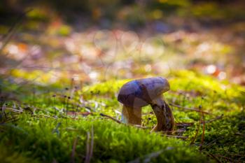 Boletus badius double leg mushroom in moss. Autumn mushroom grow in forest. Natural raw food growing. Vegetarian organic meal