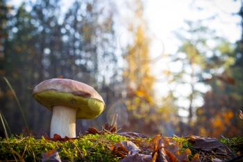 Big mushroom in morning sunny wood. Autumn mushrooms grow. Natural raw food growing in forest. Edible cep, vegetarian natural organic meal