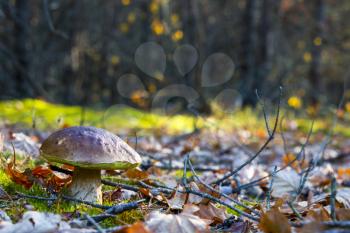 Big porcini mushroom grows in nature. Autumn mushrooms grow in forest. Natural raw food growing. Edible cep, vegetarian natural organic meal
