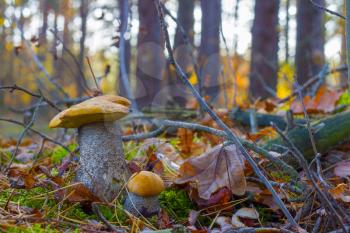 Pair of orange-cap mushrooms in forest. Big and small autumn mushroom grow. Natural raw food growing in wood. Edible cep, vegetarian natural organic meal
