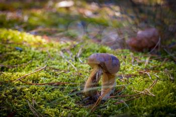 Double leg boletus mushroom in moss. Autumn mushroom grow in forest. Natural raw food growing. Vegetarian organic meal