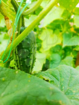 Cucumber grow in the garden. Vegetarian nature food. Agricultural farm vegetables