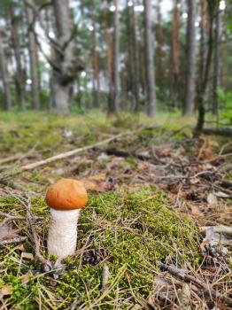 Young Leccinum boletus grow in wood. Redhead mushroom growing in the forest. Vegetarian fresh food. Healthy diet ingredient