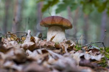 Large cep mushroom in forest foliage. Beautiful autumn season porcini. Edible mushrooms raw food. Vegetarian natural meal