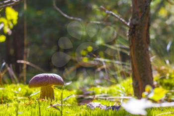 Big porcini mushroom in forest moss. Beautiful autumn season nature. Edible mushrooms raw food. Vegetarian natural meal