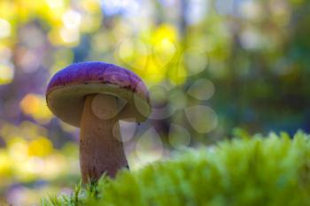 Cep mushroom grow in moss. Beautiful autumn season porcini. Edible mushrooms raw food. Vegetarian natural meal