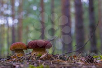 Two cep mushrooms grows in wood. Beautiful autumn season porcini. Edible mushrooms raw food. Vegetarian natural meal