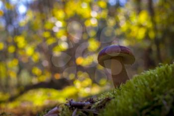Cep mushroom grow in forest moss. Beautiful autumn season nature. Edible mushrooms raw food. Vegetarian natural meal
