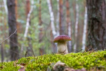 Cep mushroom in forest moss. Beautiful autumn season porcini. Edible mushrooms raw food. Vegetarian natural meal