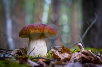 Cep mushroom in wood moss and foliage. Beautiful autumn season porcini. Edible mushrooms raw food. Vegetarian natural meal