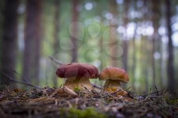 Two cep mushrooms grows in forest. Beautiful autumn season porcini. Edible mushrooms raw food. Vegetarian natural meal