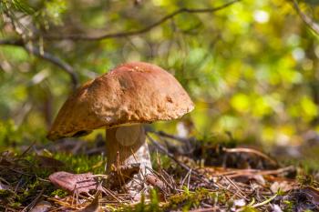 Big cep mushroom grow in wood moss. Beautiful autumn season porcini. Edible mushrooms raw food. Vegetarian natural meal