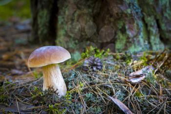 Mushroom grows on forest glade. Beautiful autumn season porcini in moss. Edible mushrooms raw food. Vegetarian natural meal