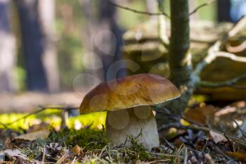 Big wide cep mushroom grows in forest. Beautiful autumn season porcini in moss. Edible mushrooms raw food. Vegetarian natural meal