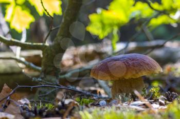 Big wide cep mushroom grows. Beautiful autumn season porcini in moss. Edible mushrooms raw food. Vegetarian natural meal