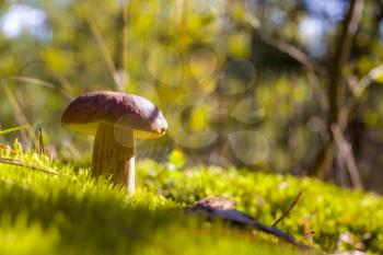 Porcini mushroom in sunny forest moss. Beautiful autumn season nature. Edible mushrooms raw food. Vegetarian natural meal