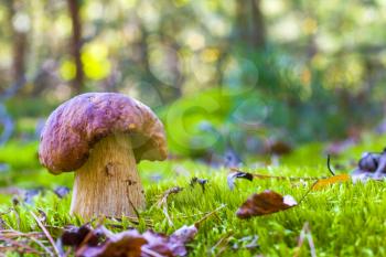 Porcini mushroom in wood moss. Beautiful autumn season nature. Edible mushrooms raw food. Vegetarian natural meal