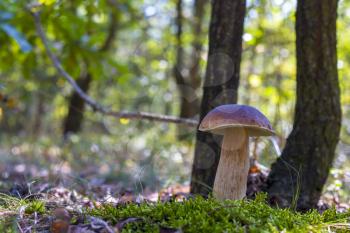 Large porcini mushroom grow in forest. Beautiful autumn season porcini. Edible mushrooms raw food. Vegetarian natural meal