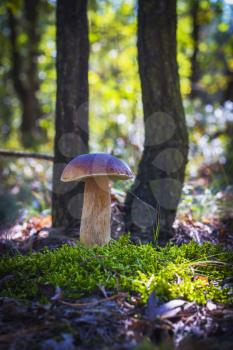 Large porcini mushroom grow in moss. Beautiful autumn season porcini. Edible mushrooms raw food. Vegetarian natural meal