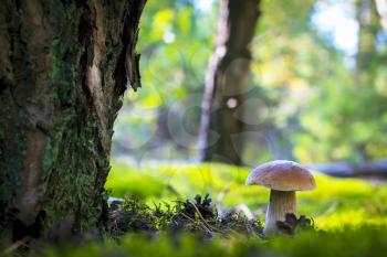 Cep mushroom grow in forest glade. Beautiful autumn season porcini in moss near tree. Edible mushrooms raw food. Vegetarian natural meal