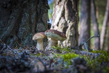 Two cep mushrooms grows in wood. Beautiful autumn season porcini in forest. Edible mushrooms raw food. Vegetarian natural meal