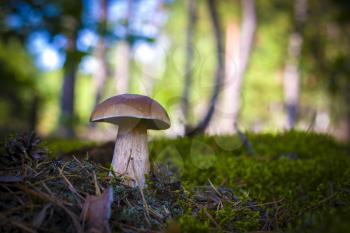 Big mushroom grows on wood glade. Beautiful autumn season porcini in moss. Edible mushrooms raw food. Vegetarian natural meal