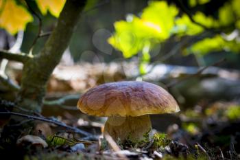 Big wide cep mushroom grows in wood. Beautiful autumn season porcini in moss. Edible mushrooms raw food. Vegetarian natural meal