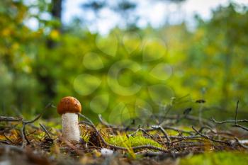 Small boletus mushroom grows in forest. Beautiful autumn season plant. Edible leccinum mushrooms raw food. Vegetarian natural meal
