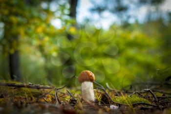 Boletus mushroom grows in wood. Beautiful autumn season plant. Edible leccinum mushrooms raw food. Vegetarian natural meal
