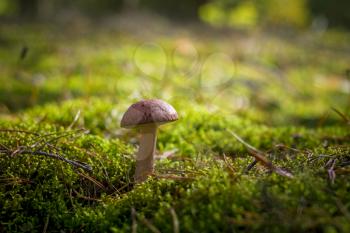 Boletus mushroom grows in moss forest. Beautiful autumn season plant. Edible leccinum mushrooms raw food. Vegetarian natural meal