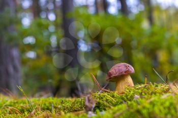 Royal cep mushroom grows in nature. Beautiful autumn season porcini in moss. Edible mushrooms raw food. Vegetarian natural meal