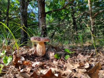 Big cep mushroom grows in forest. Beautiful mushrooms season in wood