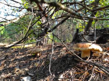 Two big cep mushroom grows in forest. Beautiful mushrooms season in wood