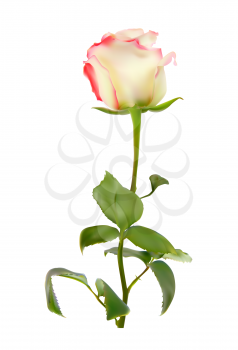 Realistic Rose High Quality Vector Illustration EPS10