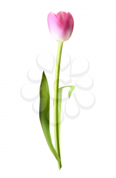Beautiful Pink Realistic Tulip Vector Illustration EPS10